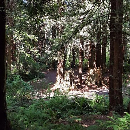 Emerald Forest Cabins Trinidad Bilik gambar