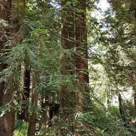 Emerald Forest Cabins Trinidad Bilik gambar