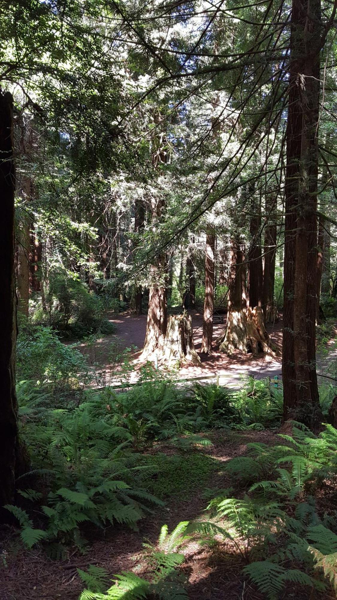 Emerald Forest Cabins Trinidad Bilik gambar
