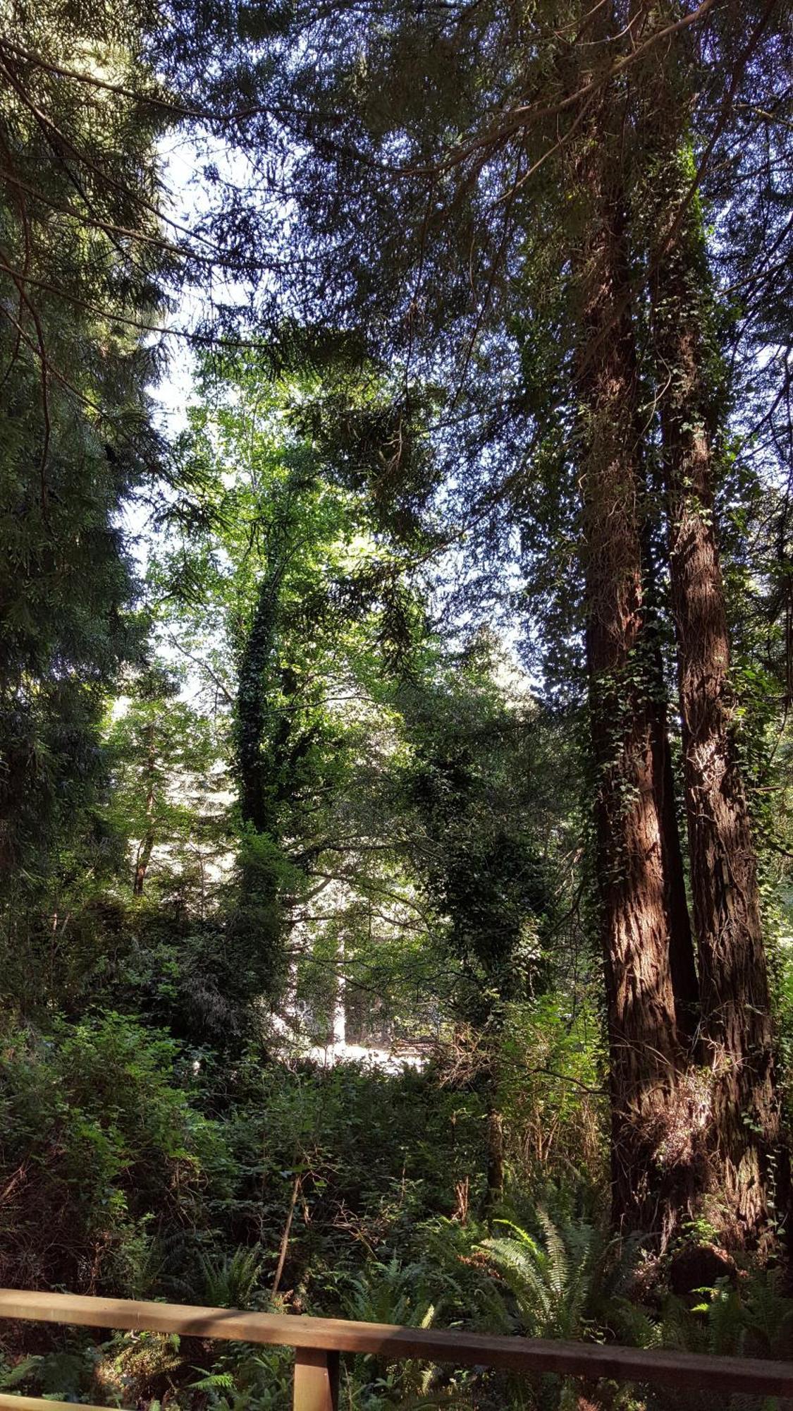 Emerald Forest Cabins Trinidad Bilik gambar