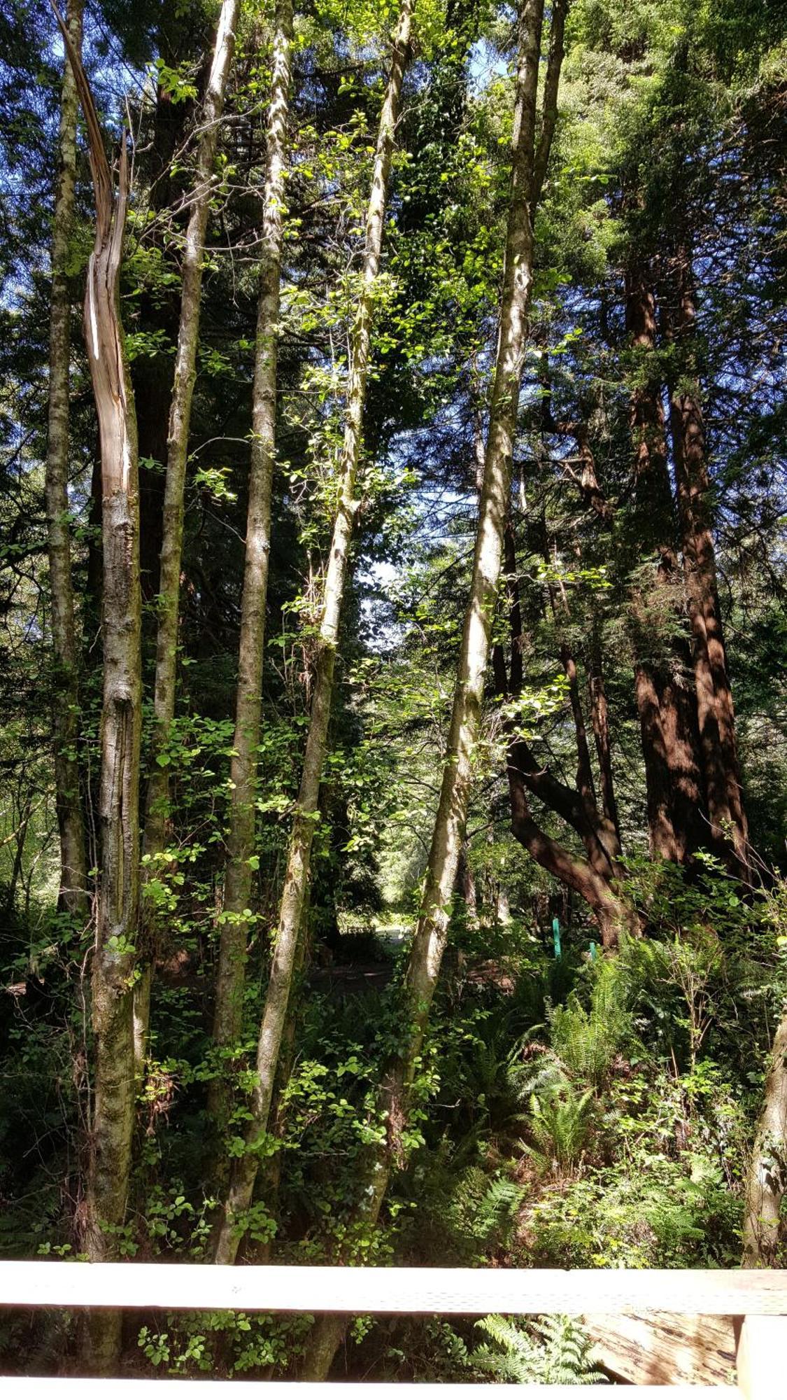 Emerald Forest Cabins Trinidad Bilik gambar