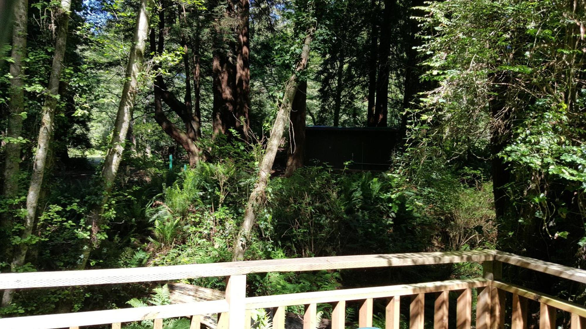 Emerald Forest Cabins Trinidad Bilik gambar