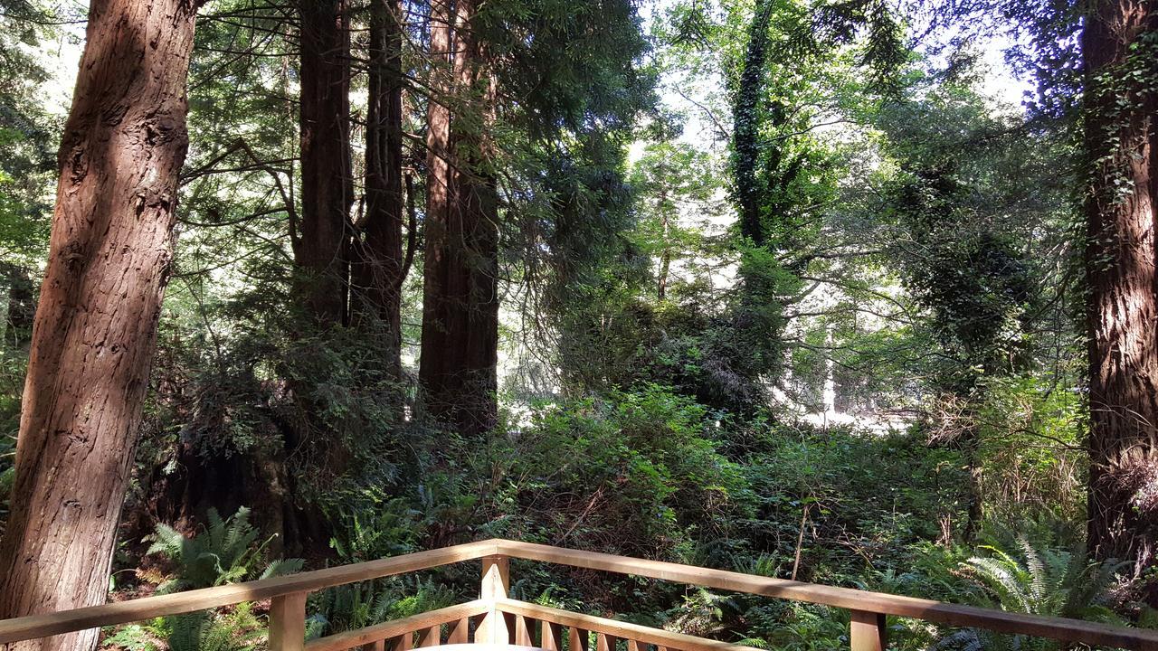 Emerald Forest Cabins Trinidad Luaran gambar