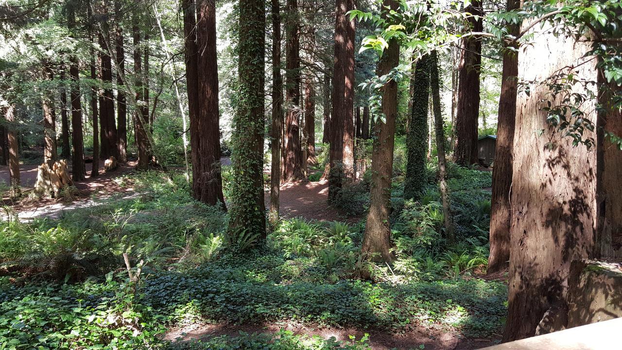 Emerald Forest Cabins Trinidad Luaran gambar