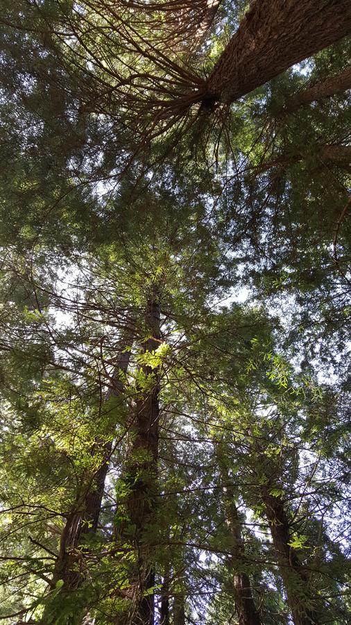 Emerald Forest Cabins Trinidad Luaran gambar