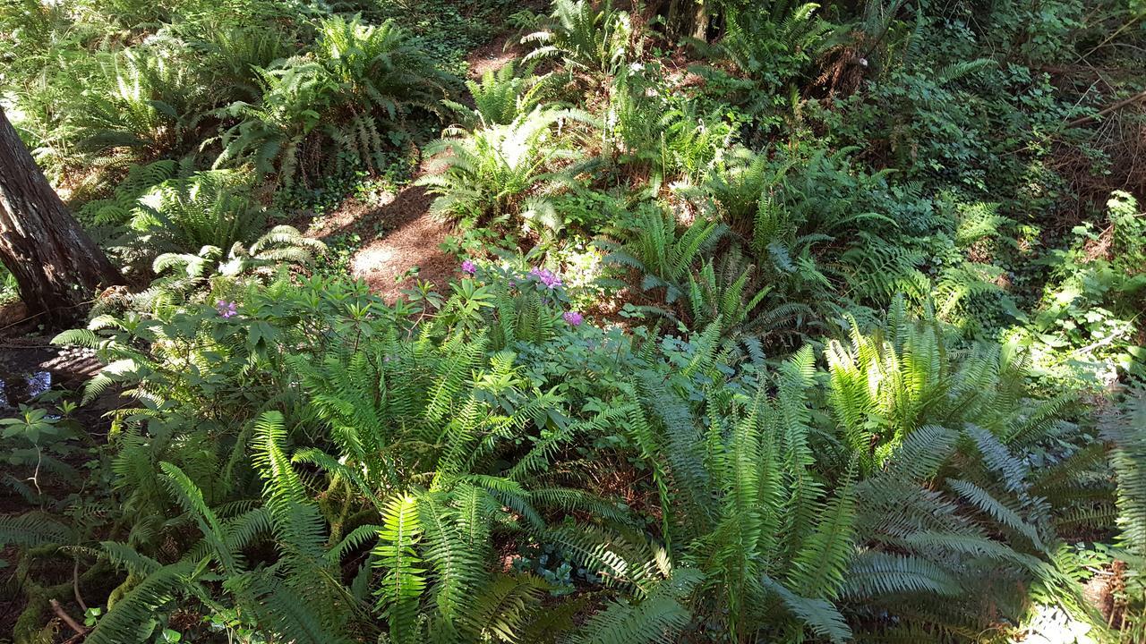 Emerald Forest Cabins Trinidad Bilik gambar