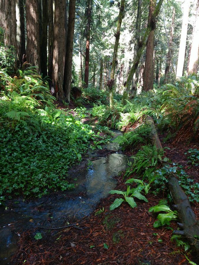 Emerald Forest Cabins Trinidad Luaran gambar